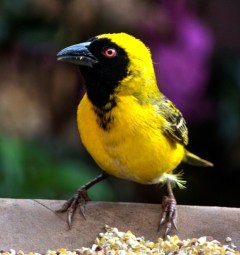 yellowbird