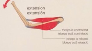 extension