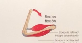 flexion