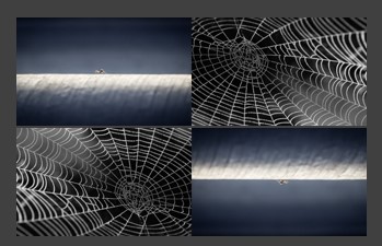 spiderwebs.jpg