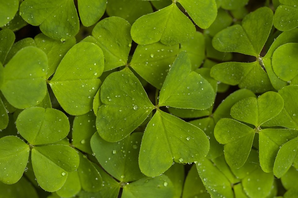 threeleafclovers