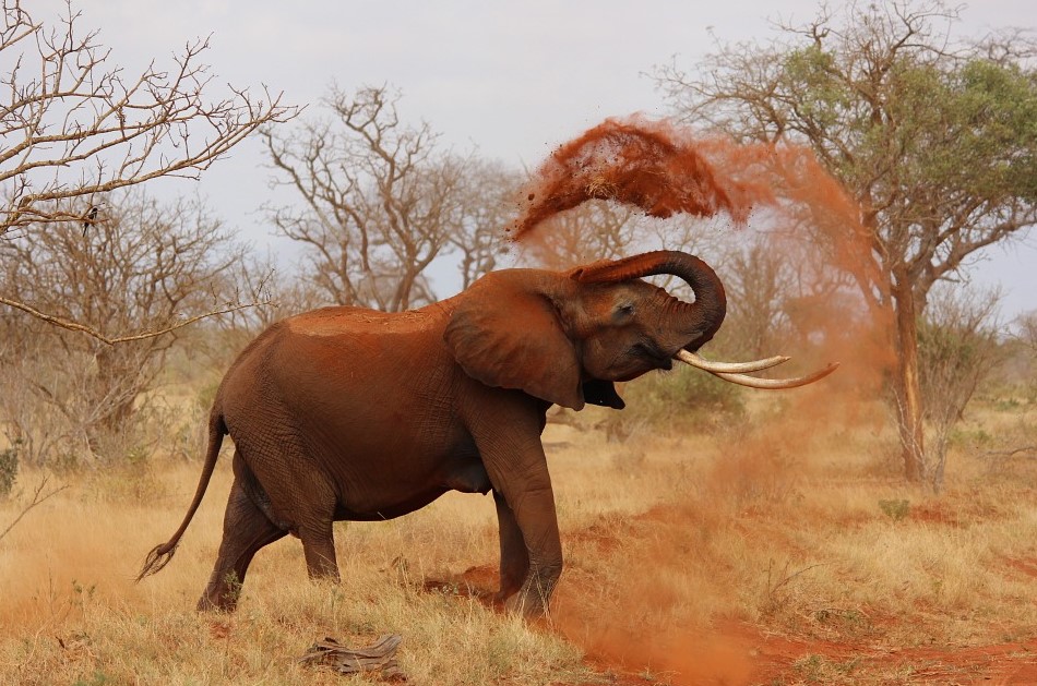 elephantsand