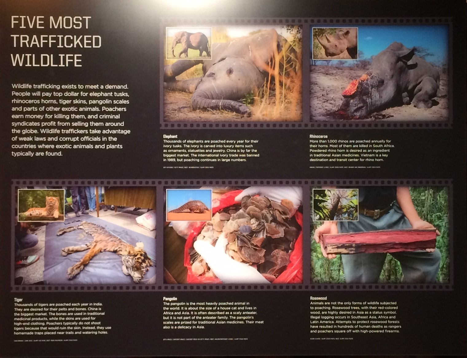 traffickedwildlife