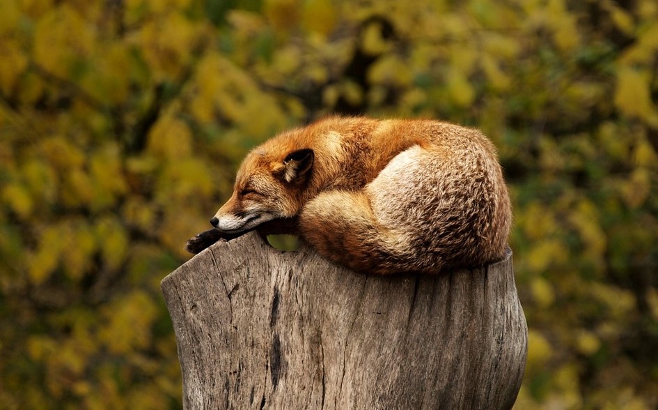 foxsleeping