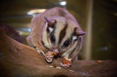 sugarglider