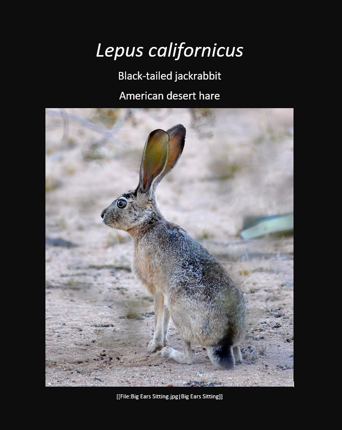 blacktailedjackrabbit