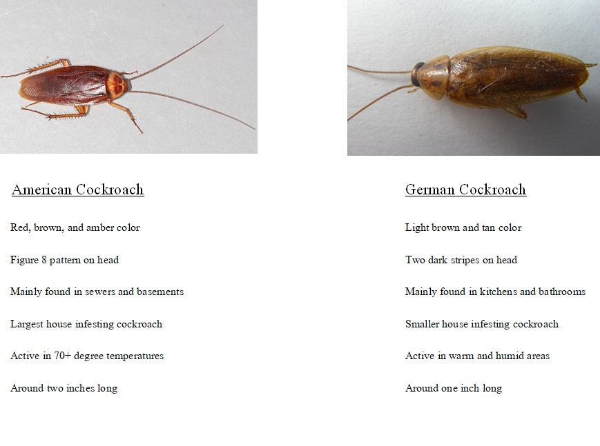cockroach