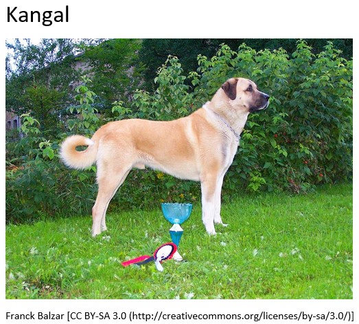 kangal.jpg