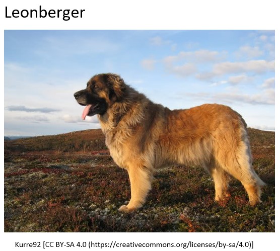 leonberger