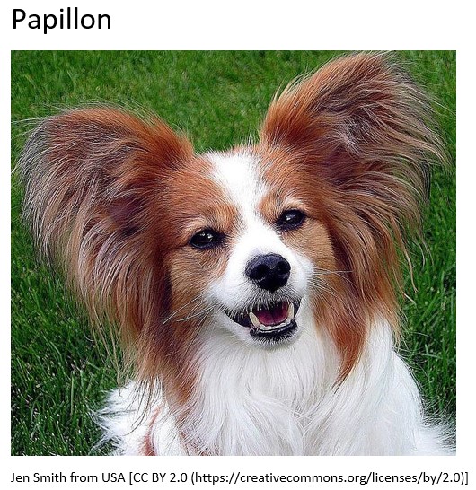 papillon