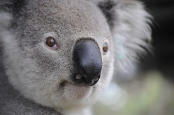 koala.jpg