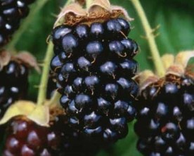 marionberry