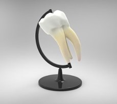 tooth