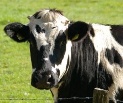 cow