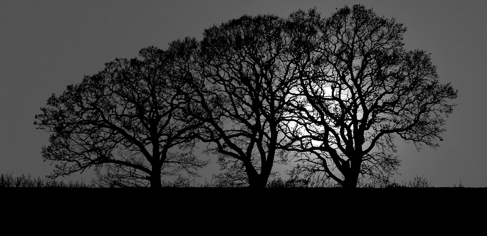 darktrees