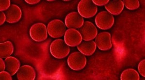 redbloodcells