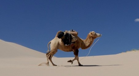 camel